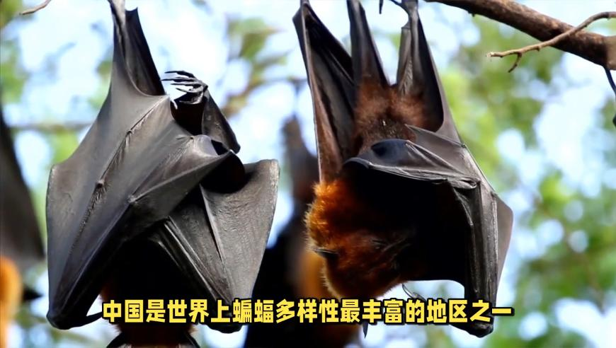 2025澳门管婆资料正版大全,太乙真人茶壶,动态词语解释落实_社交版V9.28